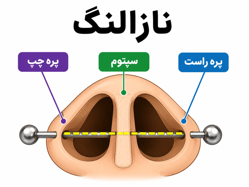 دیاگرام انیمیشنی برش عرضی بینی که مسیر ناسالانگ پیرسینگ از یه طرف به طرف دیگه رو نشون میده