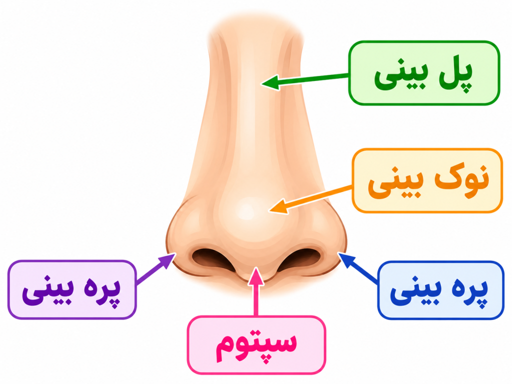 نقشهی انیمیشنی بینی با علامتگذاری نقاط مختلف پیرسینگ