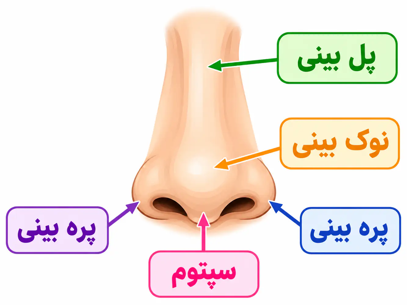نقشه‌ی انیمیشنی بینی با علامت‌گذاری نقاط مختلف پیرسینگ