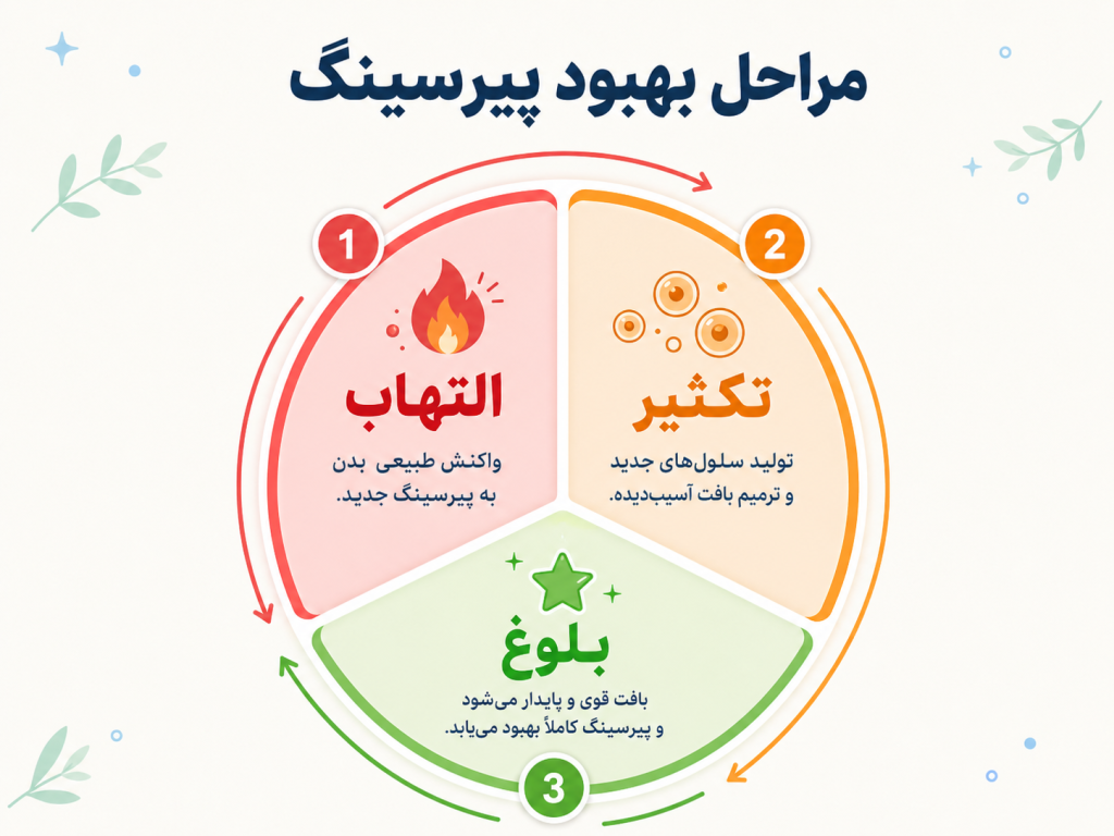 انیمیشن سه مرحله بهبود پیرسینگ – التهاب، تکثیر، بلوغ بافت