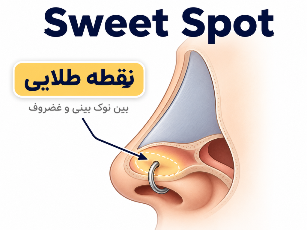 انیمیشن آناتومی بینی و محل دقیق پیرسینگ سپتوم در ناحیه sweet spot