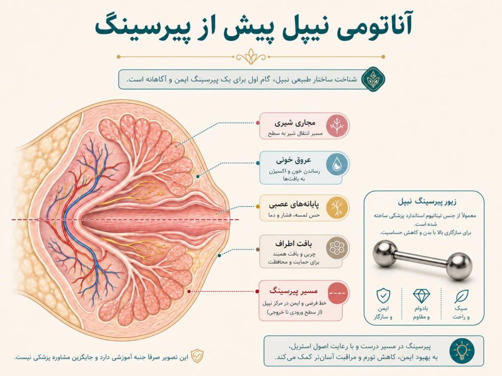 آناتومی نوک سینه و عروق و اعصاب اطراف آن قبل از پیرسینگ