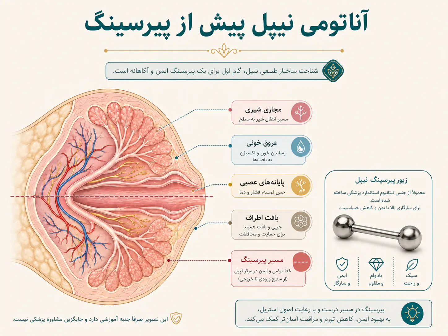 آناتومی نوک سینه و عروق و اعصاب اطراف آن قبل از پیرسینگ