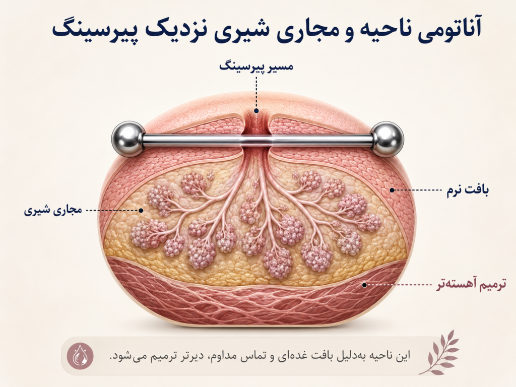 آناتومی نیپل و مجاری شیری در نزدیکی محل پیرسینگ