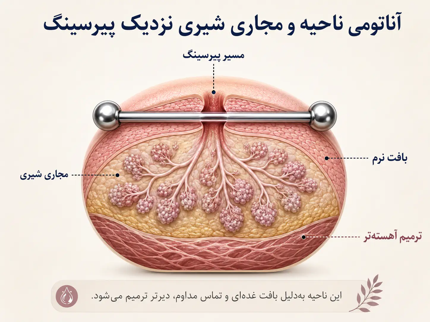 آناتومی نیپل و مجاری شیری در نزدیکی محل پیرسینگ