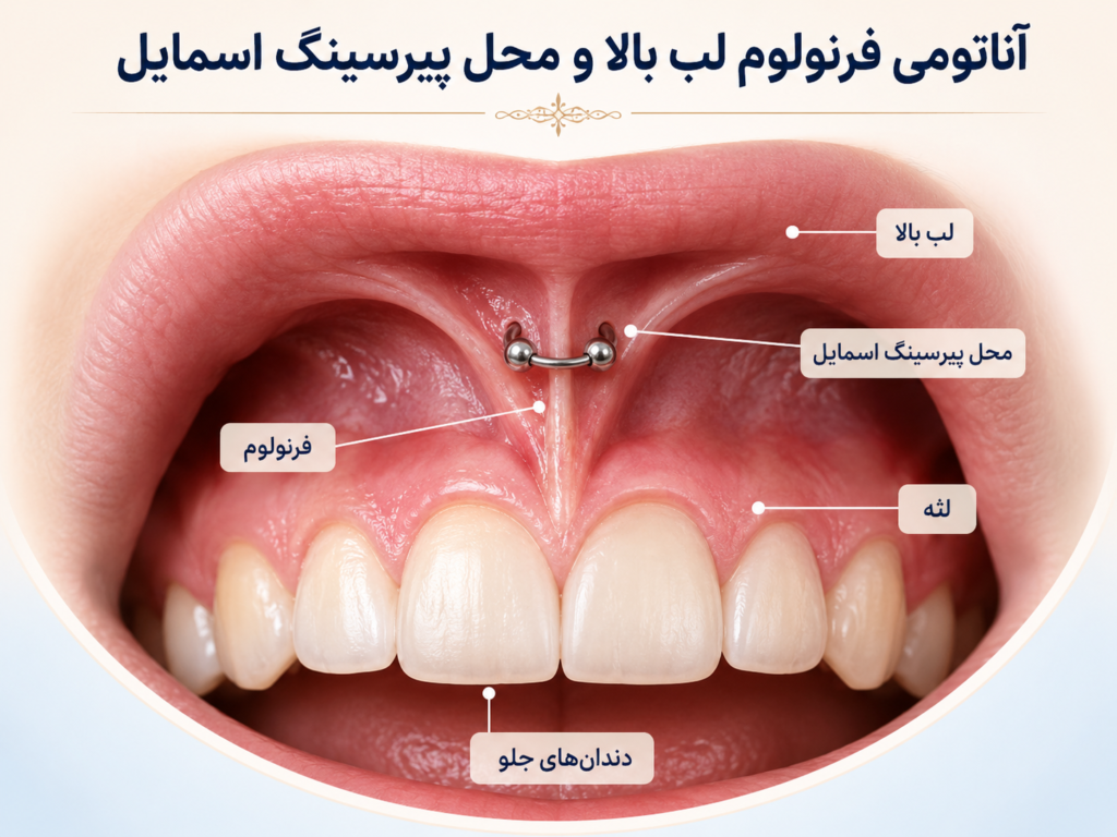 آناتومی فرنولوم لب بالا و محل قرارگیری پیرسینگ اسمایل