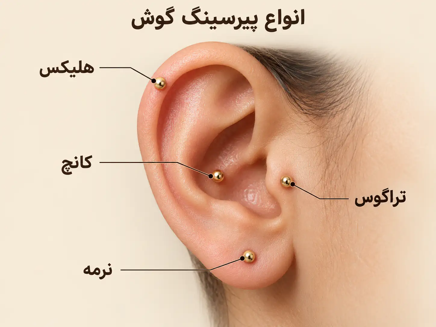 تصویر آموزشی گوش با محل نرمه، هلیکس، کانچ و تراگوس