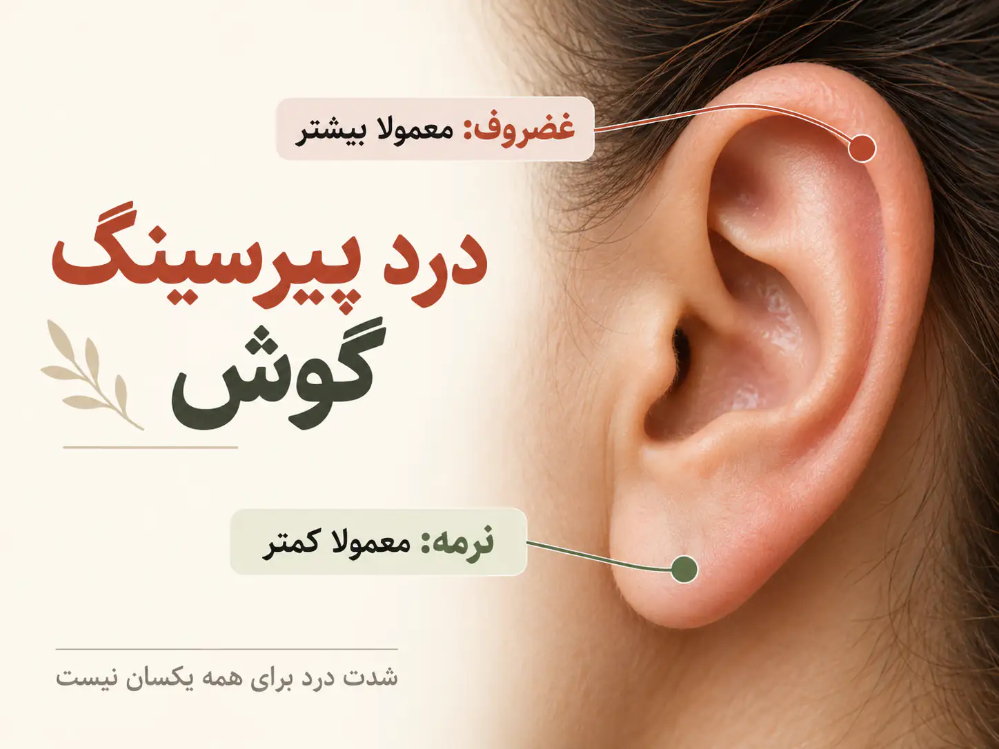 مقایسه نرمه و غضروف گوش با محل مشخص هر کدام و اشاره به تفاوت درد